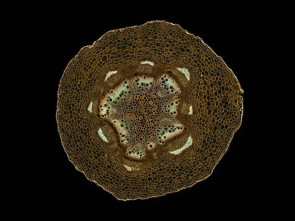 Querschnitt Geschnitten Scheibe Des Pflanzenstammes Unter Dem Mikroskop Mikroskopische Ansicht — Stockfoto