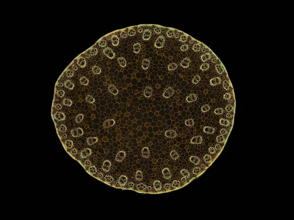 Поперечний Переріз Зрізаний Шматочок Рослинного Стебла Під Мікроскопом Мікроскопічного Вигляду — стокове фото