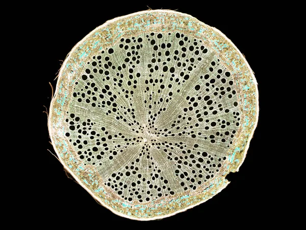 Keresztmetszeti Vágott Növényi Szárszelet Mikroszkóp Alatt Növényi Sejtek Mikroszkópos Nézete — Stock Fotó