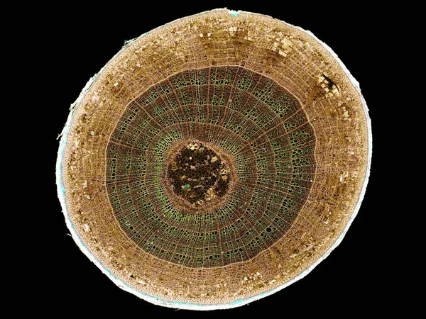 Поперечний Переріз Зрізаний Шматочок Рослинного Стебла Під Мікроскопом Мікроскопічного Вигляду — стокове фото