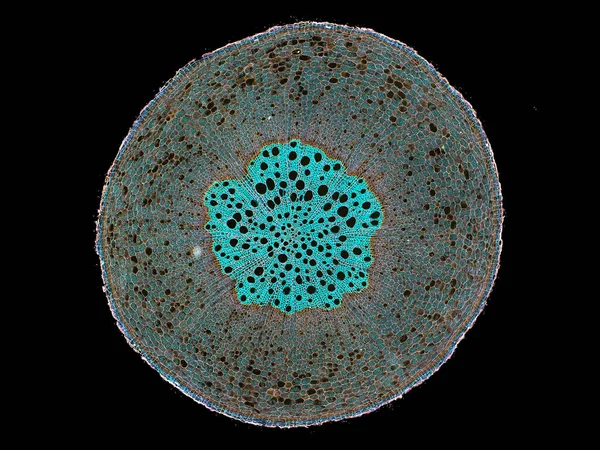 Corte Sección Transversal Del Tallo Planta Bajo Microscopio Vista Microscópica —  Fotos de Stock