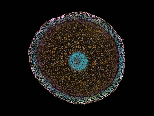 식물학 교육의 평가하는 세포를 현미경으로 줄기의 — 스톡 사진