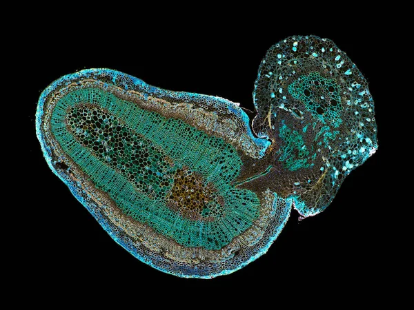 Sezione Tagliata Fetta Fusto Vegetale Microscopio Vista Microscopica Cellule Vegetali — Foto Stock