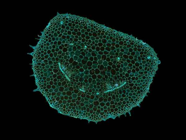 Przekroju Cięcia Plasterek Łodygi Roślinnej Pod Mikroskopem Widok Mikroskopowy Komórek — Zdjęcie stockowe