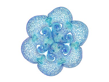 Bitki sapının mikroskop altında kesilen kesiti bitki hücrelerinin yüksek kalitede botanik eğitimi için mikroskobik görünümü altında