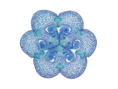 Bitki sapının mikroskop altında kesilen kesiti bitki hücrelerinin yüksek kalitede botanik eğitimi için mikroskobik görünümü altında