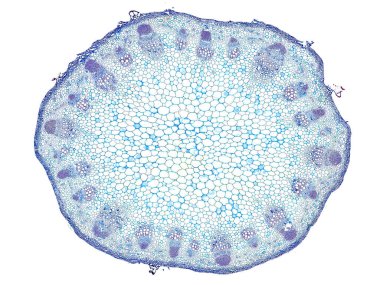 Bitki sapının mikroskop altında kesilen kesiti bitki hücrelerinin yüksek kalitede botanik eğitimi için mikroskobik görünümü altında