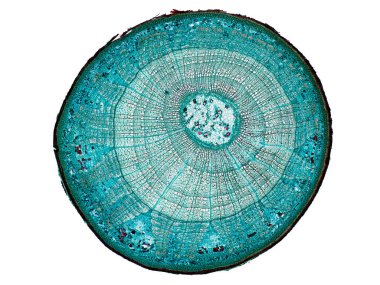 Bitki sapının mikroskop altında kesilen kesiti bitki hücrelerinin yüksek kalitede botanik eğitimi için mikroskobik görünümü altında