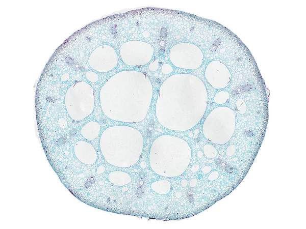 Bitki sapının mikroskop altında kesilen kesiti bitki hücrelerinin yüksek kalitede botanik eğitimi için mikroskobik görünümü altında