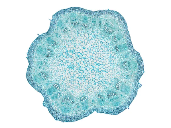 Corte Sección Transversal Del Tallo Planta Bajo Microscopio Vista Microscópica —  Fotos de Stock