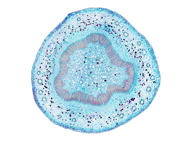 植物細胞の顕微鏡下で植物幹の断面を切断して植物細胞を観察し — ストック写真