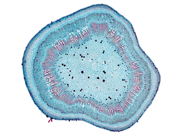 Sezione Tagliata Fetta Fusto Vegetale Microscopio Vista Microscopica Cellule Vegetali — Foto Stock