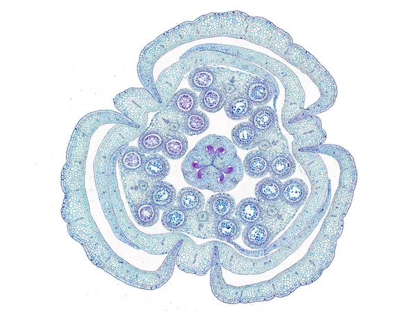 Sezione Tagliata Fetta Fusto Vegetale Microscopio Vista Microscopica Cellule Vegetali — Foto Stock