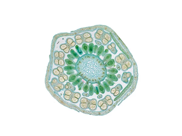 Keresztmetszeti Vágott Növényi Szárszelet Mikroszkóp Alatt Növényi Sejtek Mikroszkópos Nézete — Stock Fotó