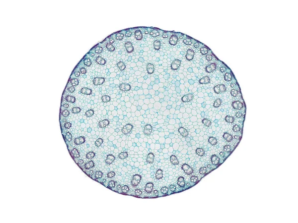 Поперечный Сечение Срезать Кусок Стебля Растений Микроскопом Микроскопический Вид Клеток — стоковое фото