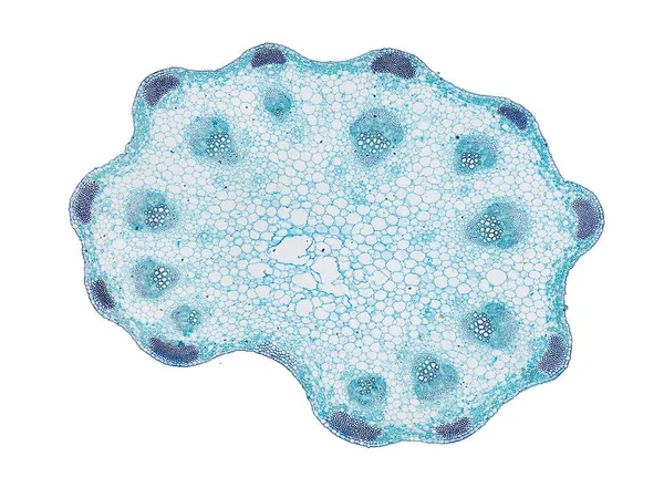식물학 교육의 평가하는 세포를 현미경으로 줄기의 — 스톡 사진