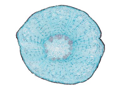 Bitki sapının mikroskop altında kesilen kesiti bitki hücrelerinin yüksek kalitede botanik eğitimi için mikroskobik görünümü altında