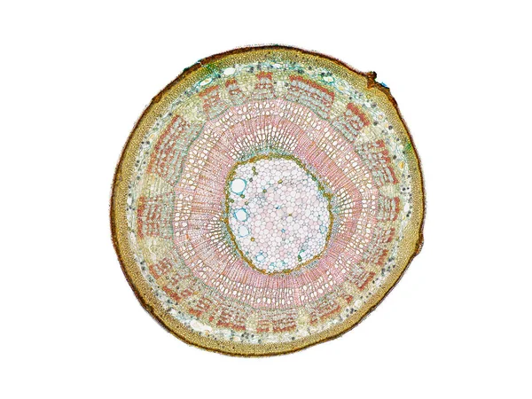 Bitki sapının mikroskop altında kesilen kesiti bitki hücrelerinin yüksek kalitede botanik eğitimi için mikroskobik görünümü altında