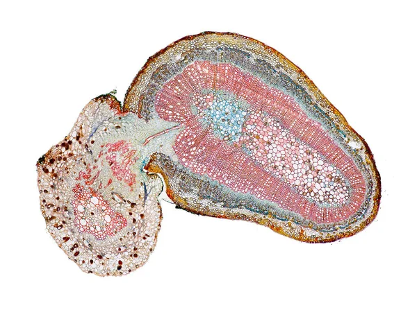 Corte Sección Transversal Del Tallo Planta Bajo Microscopio Vista Microscópica —  Fotos de Stock