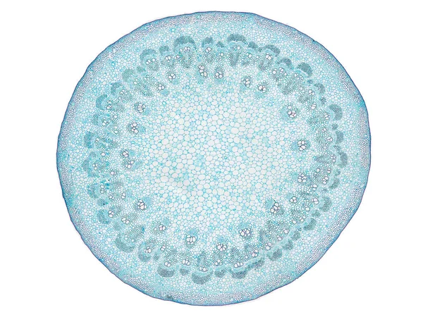 植物細胞の顕微鏡下で植物幹の断面を切断して植物細胞を観察し — ストック写真
