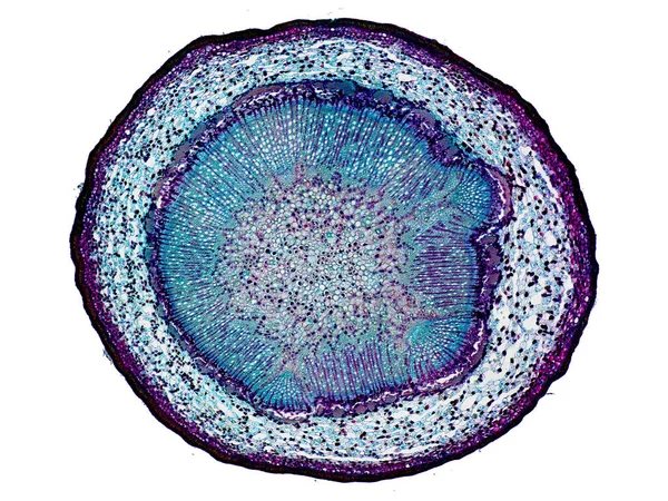 Coupe Transversale Tranche Tige Végétale Sous Microscope Vue Microscopique Des — Photo