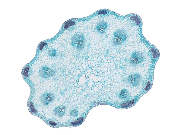 Przekroju Cięcia Plasterek Łodygi Roślinnej Pod Mikroskopem Widok Mikroskopowy Komórek — Zdjęcie stockowe