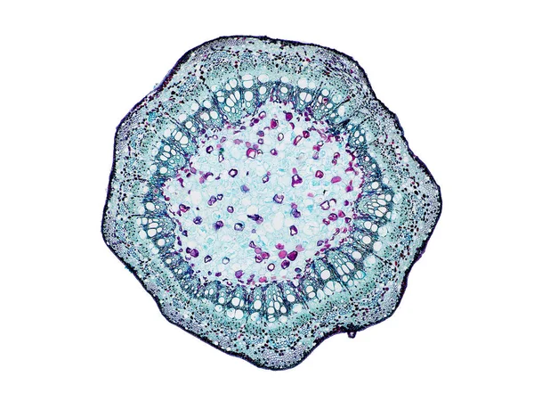 植物細胞の顕微鏡下で植物幹の断面を切断して植物細胞を観察し — ストック写真