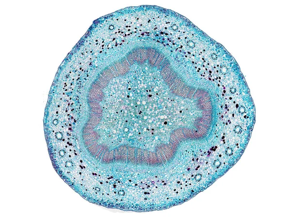 Поперечный Сечение Срезать Кусок Стебля Растений Микроскопом Микроскопический Вид Клеток — стоковое фото
