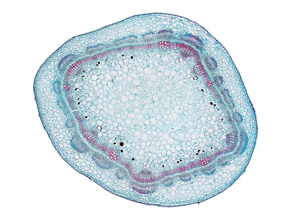 Sezione Tagliata Fetta Fusto Vegetale Microscopio Vista Microscopica Cellule Vegetali — Foto Stock