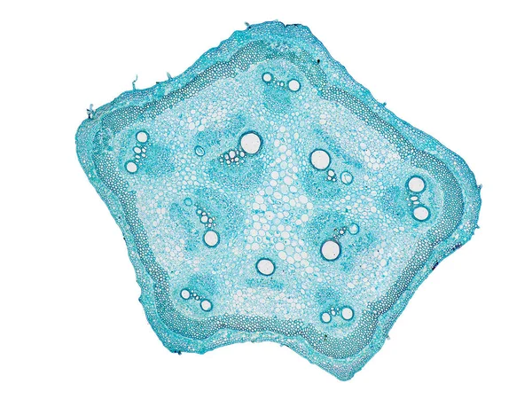 식물학 교육의 평가하는 세포를 현미경으로 줄기의 — 스톡 사진