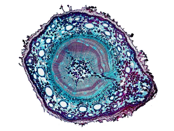 植物細胞の顕微鏡下で植物幹の断面を切断して植物細胞を観察し — ストック写真