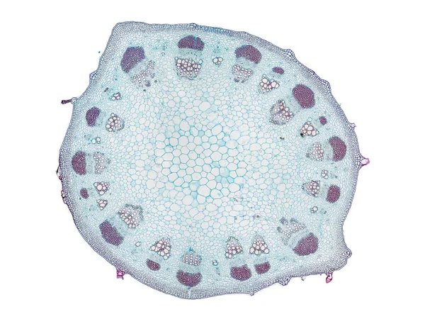 Διατομή Κομμένη Φέτα Του Μίσχου Των Φυτών Κάτω Από Μικροσκόπιο — Φωτογραφία Αρχείου