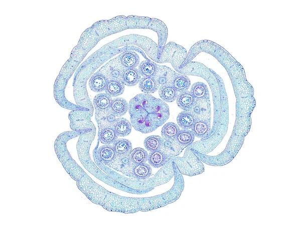 Coupe Transversale Tranche Tige Végétale Sous Microscope Vue Microscopique Des — Photo