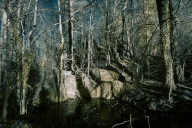 Kızılötesi fotoğrafçılık - bulutlu gökyüzü altındaki ağaçlarla gerçek üstü bir manzara fotoğrafı - dünyamızın sanatı ve görünmez kızılötesi kamera spektrumundaki bitkiler