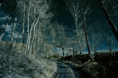 Kızılötesi fotoğrafçılık - bulutlu gökyüzü altındaki ağaçlarla gerçek üstü bir manzara fotoğrafı - dünyamızın sanatı ve görünmez kızılötesi kamera spektrumundaki bitkiler