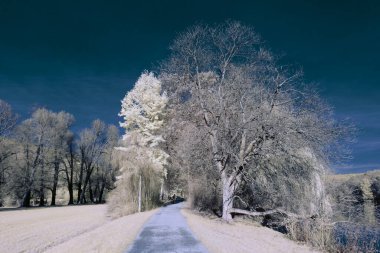 Kızılötesi fotoğrafçılık - bulutlu gökyüzü altındaki ağaçlarla gerçek üstü bir manzara fotoğrafı - dünyamızın sanatı ve görünmez kızılötesi kamera spektrumundaki bitkiler