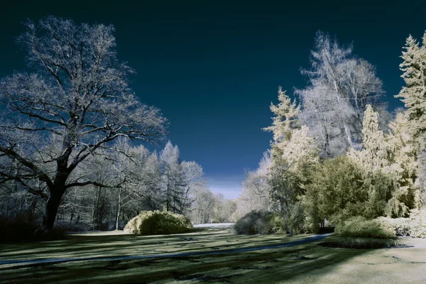 Fotografía Infrarroja Foto Surrealista Del Paisaje Con Árboles Bajo Cielo — Foto de Stock