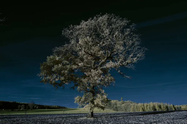 Υπέρυθρη Φωτογραφία Σουρεαλιστικό Φωτογραφία Του Τοπίου Δέντρα Κάτω Από Συννεφιασμένο — Φωτογραφία Αρχείου