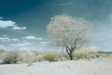 Kızılötesi fotoğrafçılık - gökyüzü altındaki bulutlu manzaranın fotoğrafı - dünyamızın kızılötesi spektrumdaki sanatı