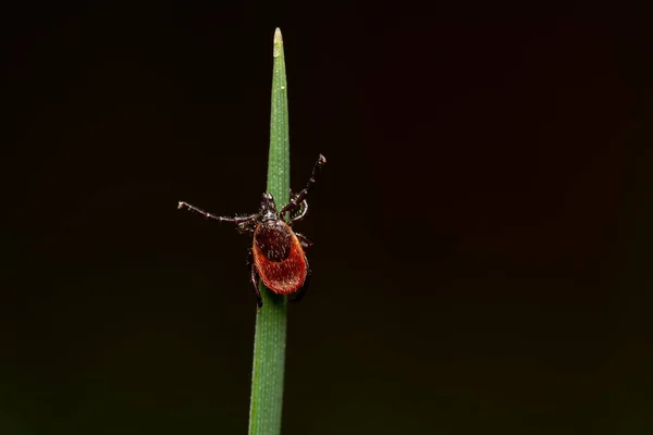 Garrapata Hierba Espera Víctima Peligrosa Chupador Sangre Insecto Parásito —  Fotos de Stock