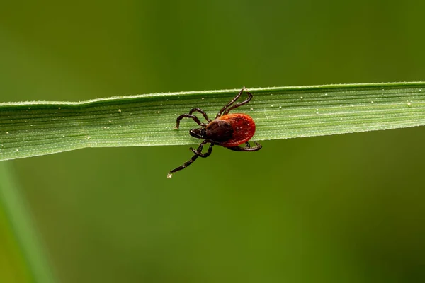 Tick Grass Waiting Victim Dangerous Blood Sucker Parasitic Insect —  Fotos de Stock