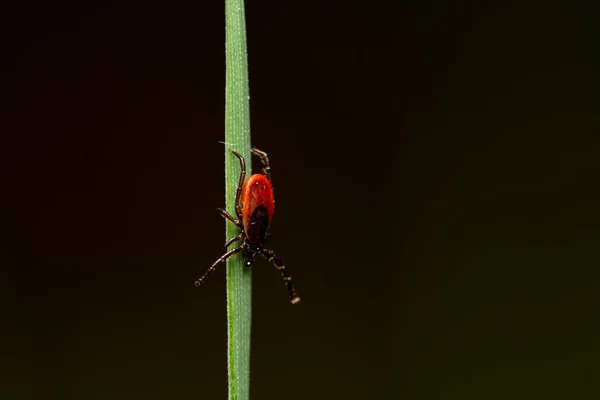 Tick Grass Waiting Victim Dangerous Blood Sucker Parasitic Insect —  Fotos de Stock