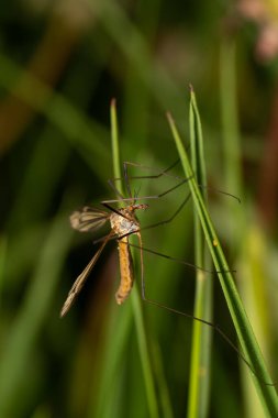 güzel böcek ilkbaharda çimlerde yaprak üzerinde