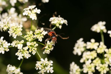 güzel böcek ilkbaharda çimlerde yaprak üzerinde