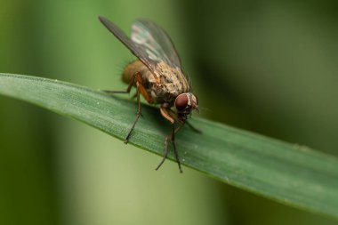 güzel böcek ilkbaharda çimlerde yaprak üzerinde