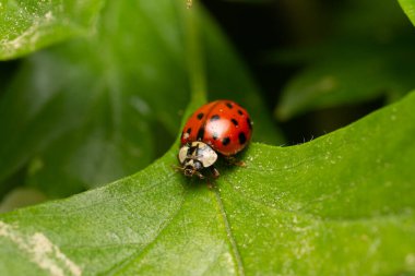 güzel böcek ilkbaharda çimlerde yaprak üzerinde