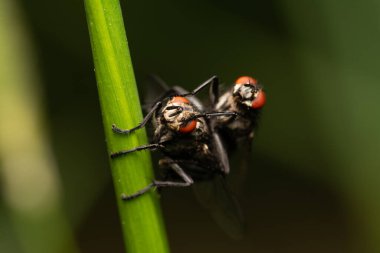 güzel böcek ilkbaharda çimlerde yaprak üzerinde