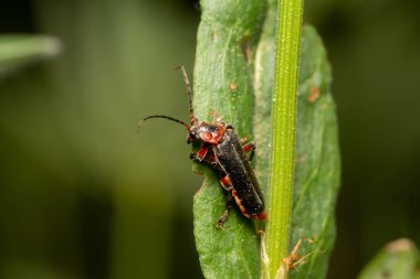 güzel böcek ilkbaharda çimlerde yaprak üzerinde