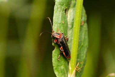 güzel böcek ilkbaharda çimlerde yaprak üzerinde