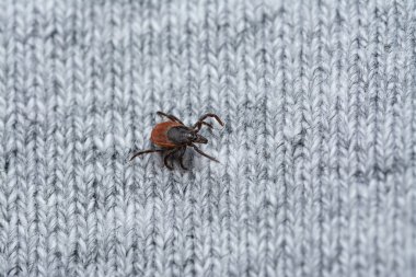 İnsan giysilerinde kurban bekleyen tehlikeli kan emici tiki.